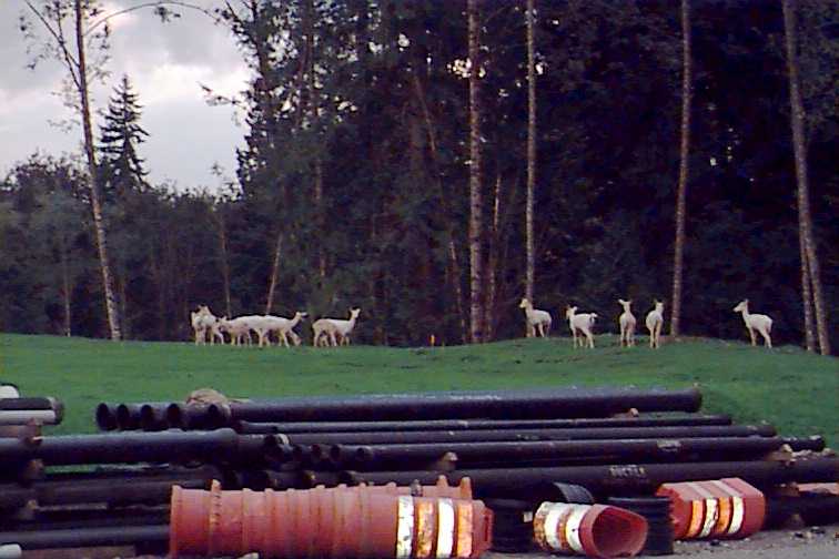Picture of white deer